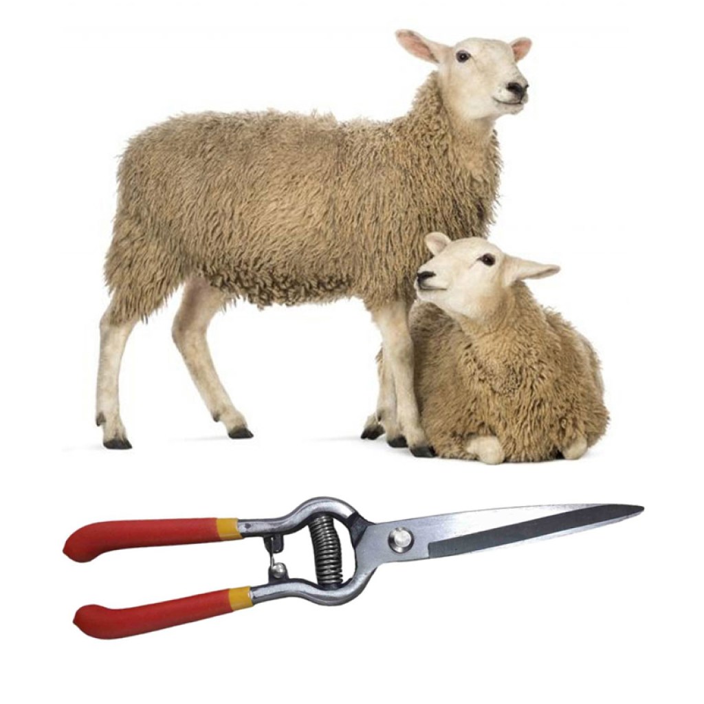 ψαλίδι-κουρέματος-προβάτων